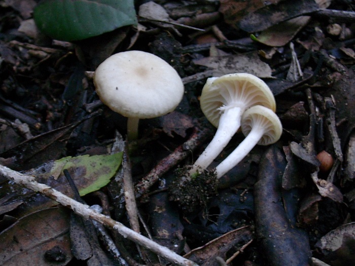 864 Dicembre vecchio ritrovamento